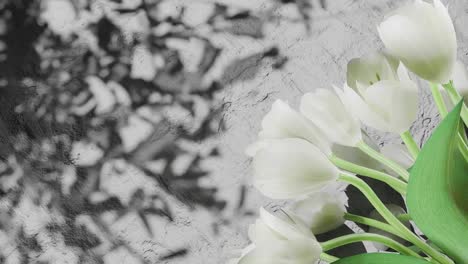 white tulip flowers on the right side casting shadows on textured white wall. floral spring composition. springtime and easter celebration concept. copy space.