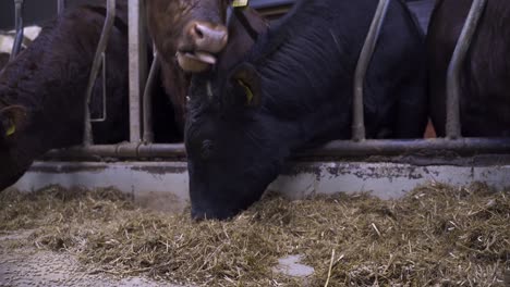 close up shot of norwegian red ox cattles eating straw inside barn in norway