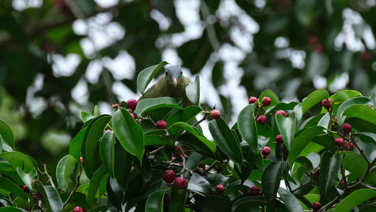 익은 과일을 고 먹기 위해 더 많이 뽑는, 두꺼운 이 녹색 비둘기 트레론 커비로스트라, 태국