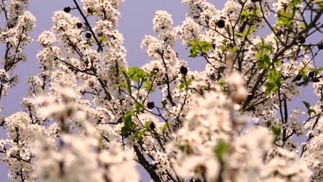 camera movements showing blossoming white trees in the spring time