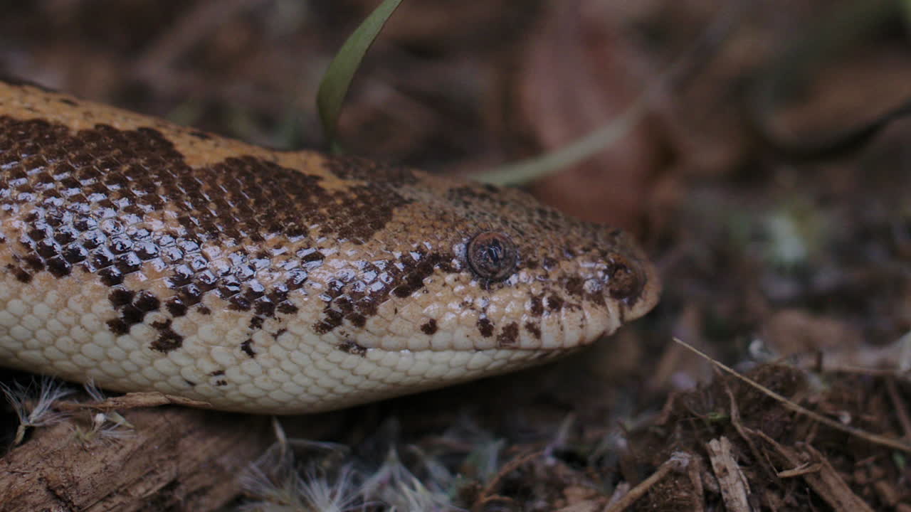 Close up of Kenyan Sand Boa tongue flicking
