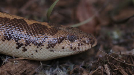 Nahaufnahme-Einer-Kenianischen-Sandboa,-Die-Mit-Der-Zunge-Schnippt