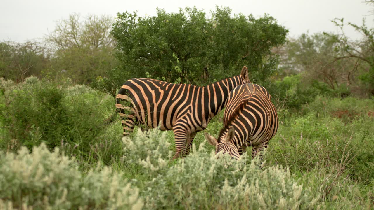 Zebra, der spiser græs i den tætte busk i Tsavo West Nationalpark, Kenya.