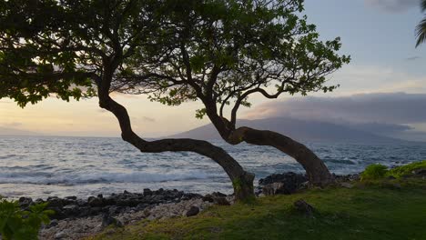 two unique trees overlooking a sunset in maui hawaii