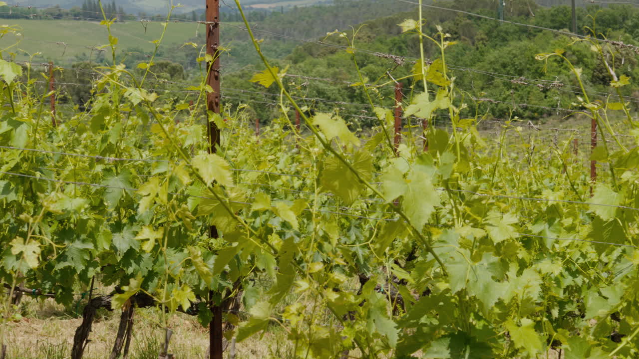 hileras de viñedos verdes en el soleado paisaje de la toscana