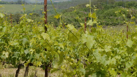 hileras de viñedos verdes en el soleado paisaje de la toscana