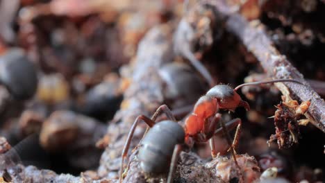 Primer-Plano-De-Hormiga-En-La-Naturaleza.