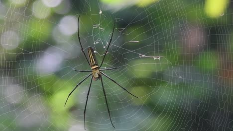 In-Der-Mitte-Seines-Netzes-Zu-Sehen,-Während-Die-Kamera-Herauszoomt,-Bananenspinne,-Nephila,-Thailand