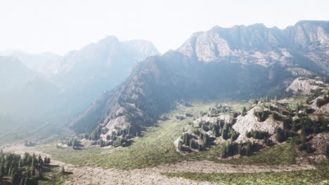 bosque de pinos que crecen en las montañas