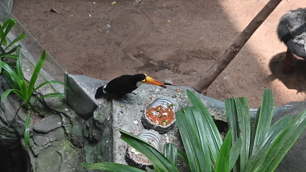 아랍 에미리트 연방 두바이 의 실내 숲 에 있는 토코 토칸