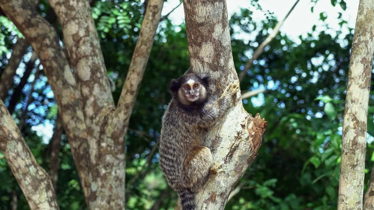 Slow-motion shot of an adorable adult marmoset clinging to a tropical tree branch and looking around curiously in the beautiful Chapada Diamantina National Park in Bahia, northeastern Brazil