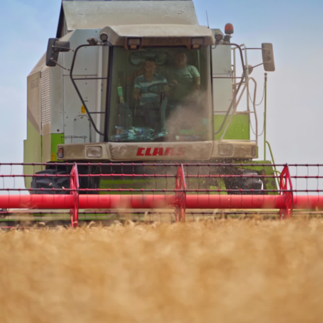 Raccolta combinata in un campo di grano giallo. Agricoltura su terra dorata con mietitrebbia