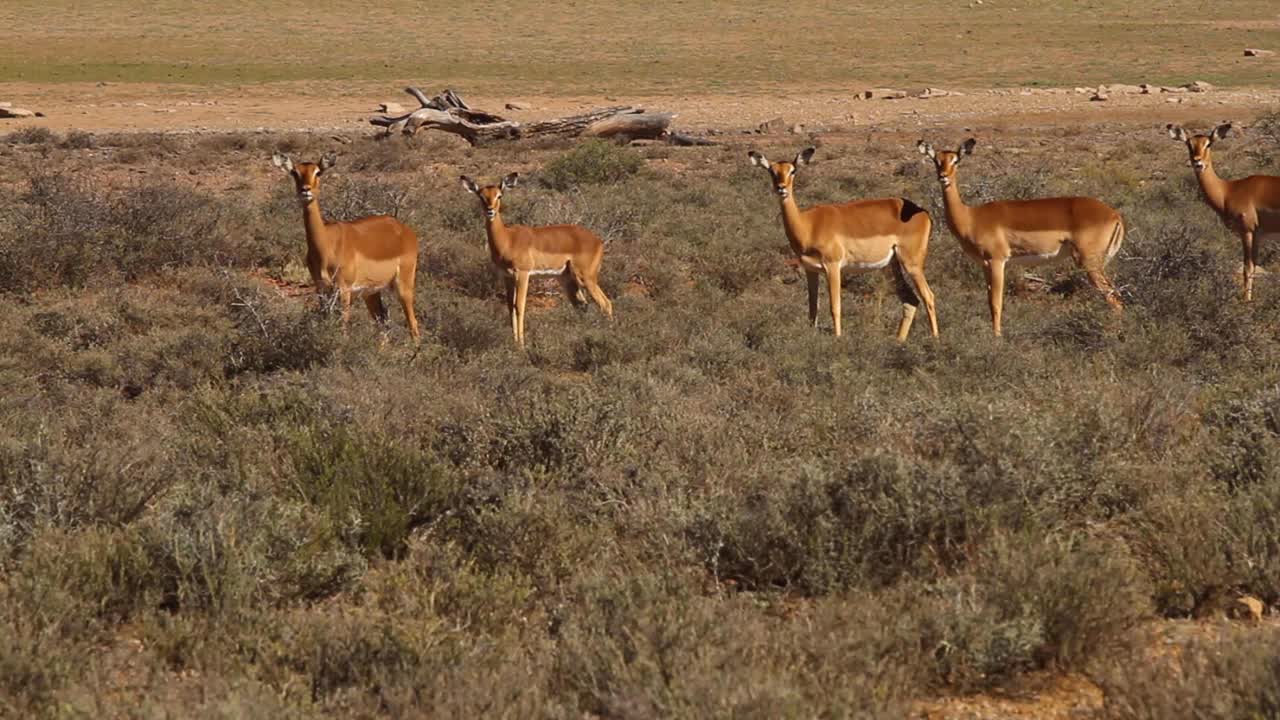 impala caminando por el monte karoo
