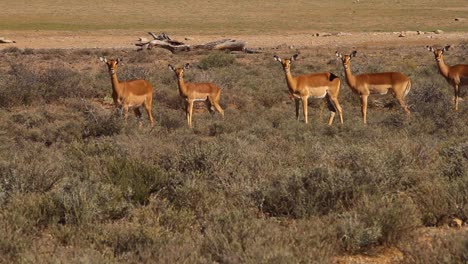 impala walking through the karoo bush