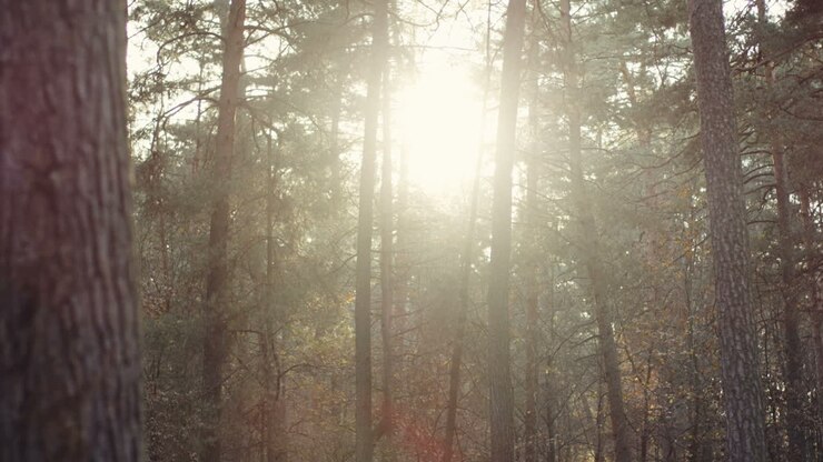 Sun shining through the trees in the forest in the morning on late summer