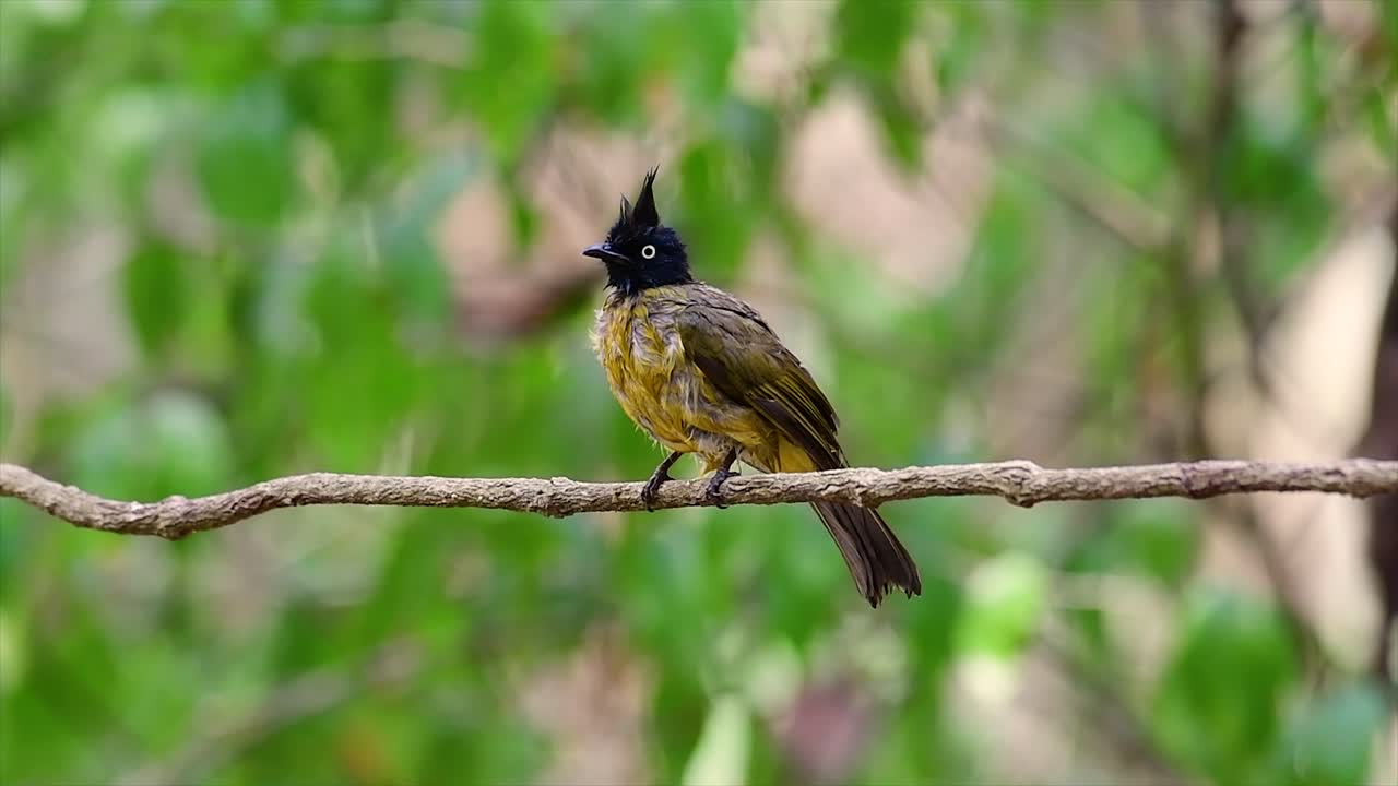 Den sorttoppede bulbul er berømt for sin punkede sorte top og gule krop, hvilket gør den eftertragtet for fuglekiggere fra hele verden.