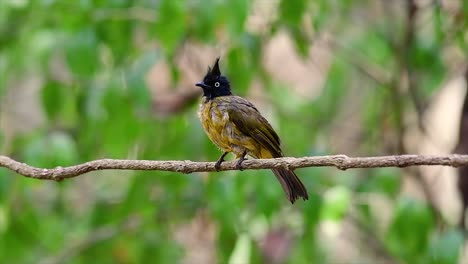 the black-crested bulbul is famous for its punky black crest and yellow body that makes it desirable for birders from around the world