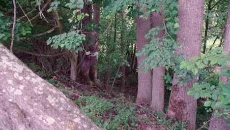 Schwenk-über-Natürlichen-Wald-Mit-Abgestorbenem-Baum