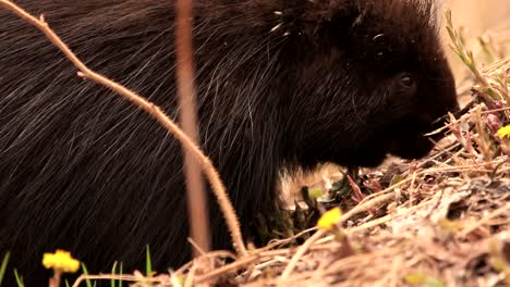 Ein-Nordamerikanisches-Stachelschwein-Frisst-An-Einem-Heißen-Frühlingstag-Löwenzahn