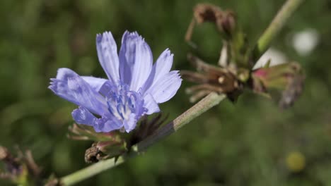 common chicory  violet flower in wind