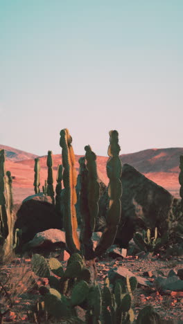 un impresionante paisaje desértico con altos cactus al atardecer