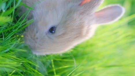 close-up of a cute baby rabbit in green grass