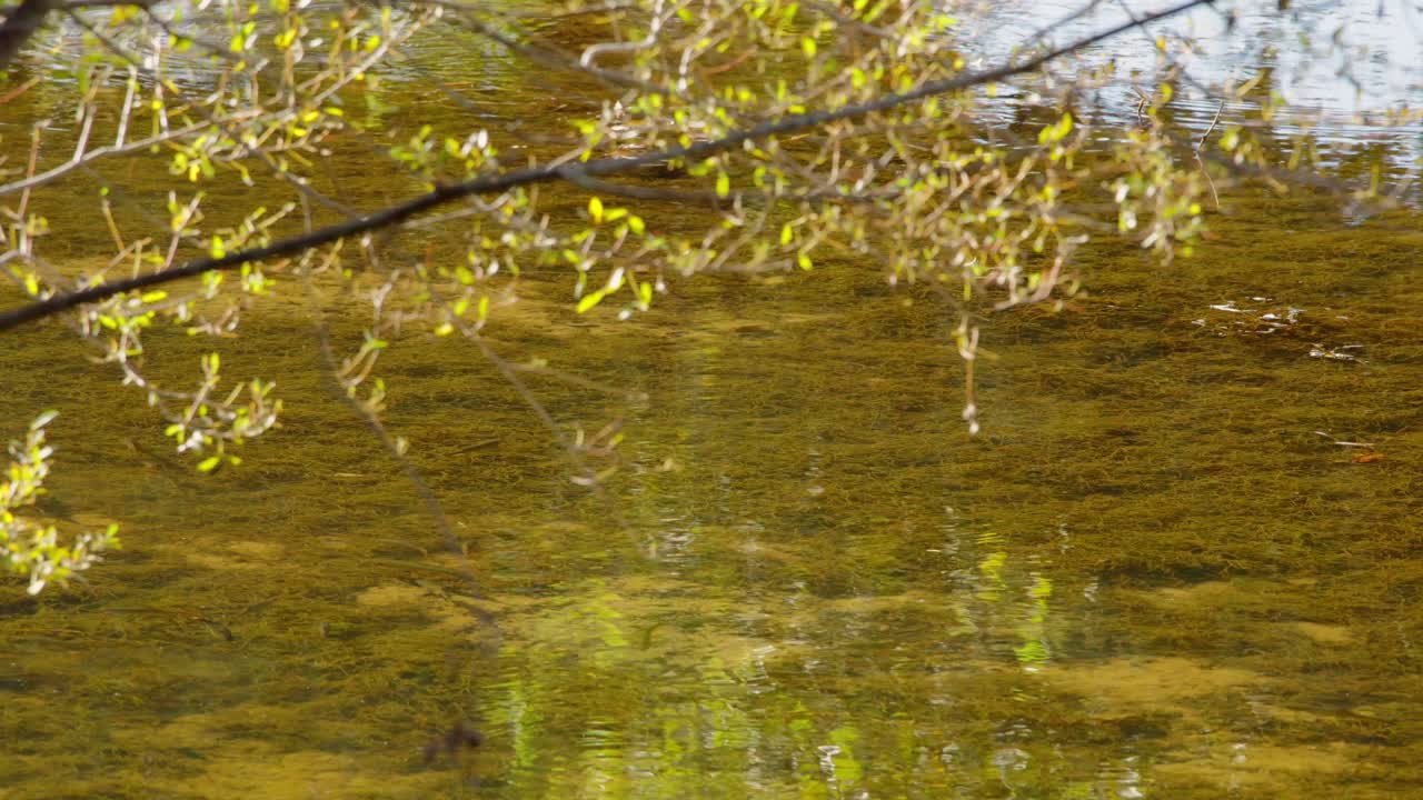 Some trouts in a wild river, the water is clear, shot in autumn.