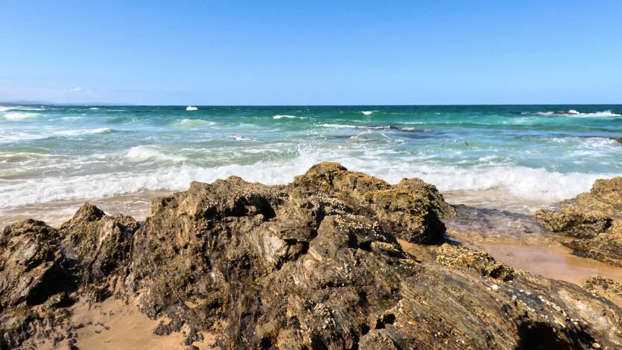 Seagull flies over rocky beach and waves