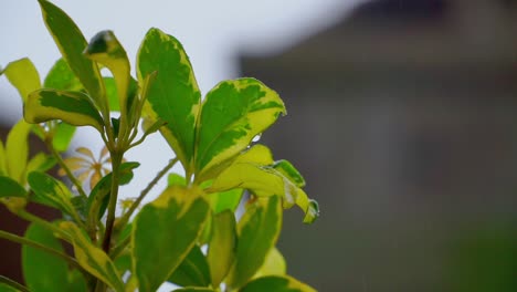 Hojas-Verdes-Mojadas-En-El-Jardín-De-La-Casa-Durante-El-Tiempo-Lluvioso