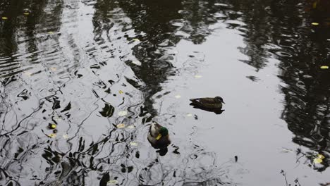 ducks swimming in the pond on a rainy day