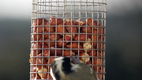 Nahaufnahme-Einer-Gruppe-Von-Ein-Bis-Drei-Schwanzmeisen,-Die-Sich-An-Einem-Erdnuss-Vogelhäuschen-Ernähren