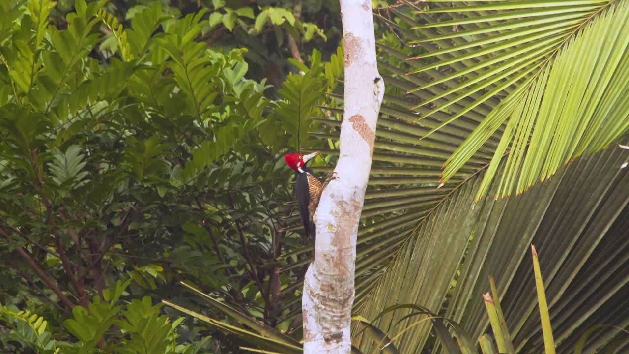 el pájaro carmesí salta por el tronco del árbol en cámara lenta con el fondo de una palmera