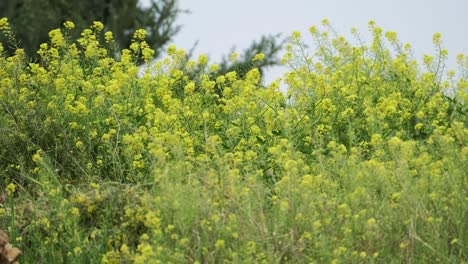 Flores-Amarillas-De-Primavera-En-El-Campo