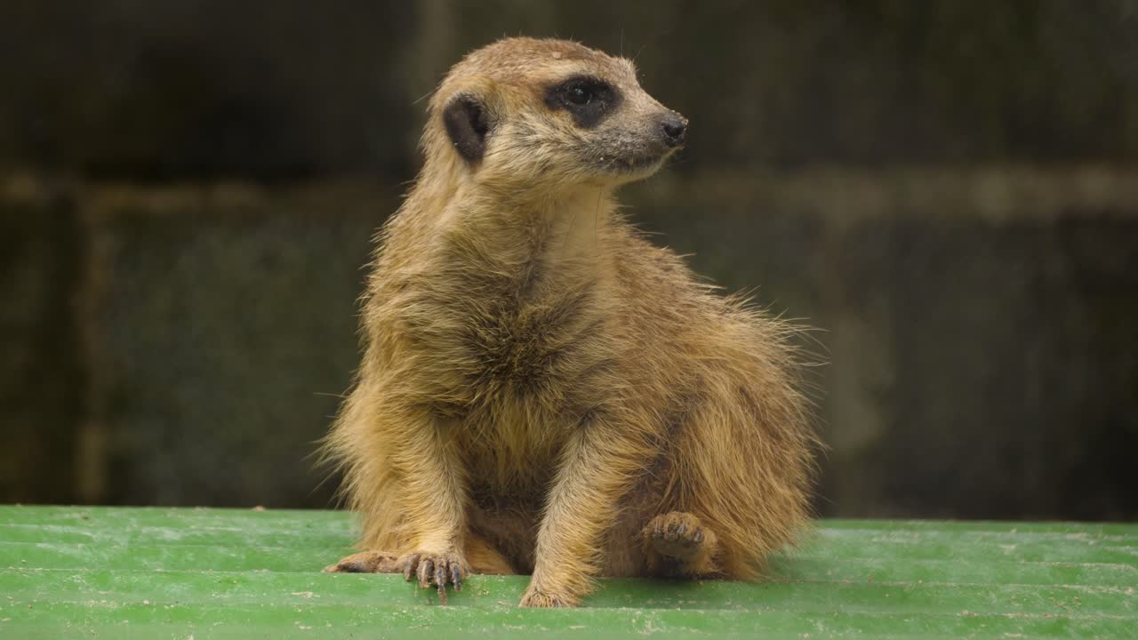 Wildlife Meerkat small social mammal mongoose family animal up-close