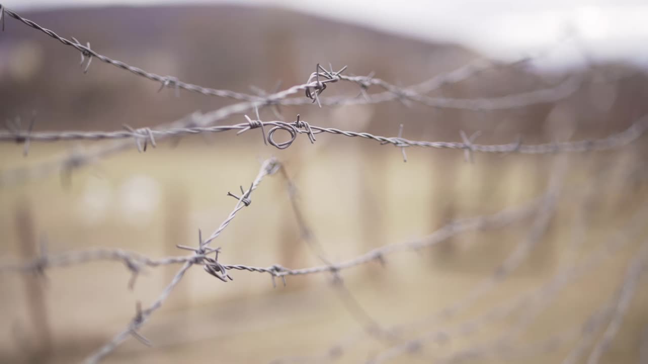 녹색 갈색의 가시선이 바람에 흔들리고 - 근접
