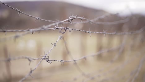 rusty brown barbed wire shakes in the wind - close up