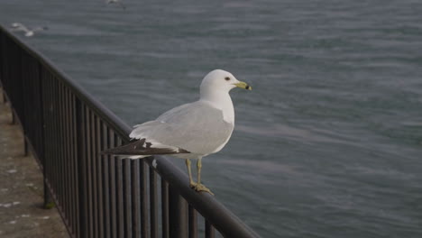 Seagull-perched-on-the-railing-next-to-the-ocean-in-slow-motion