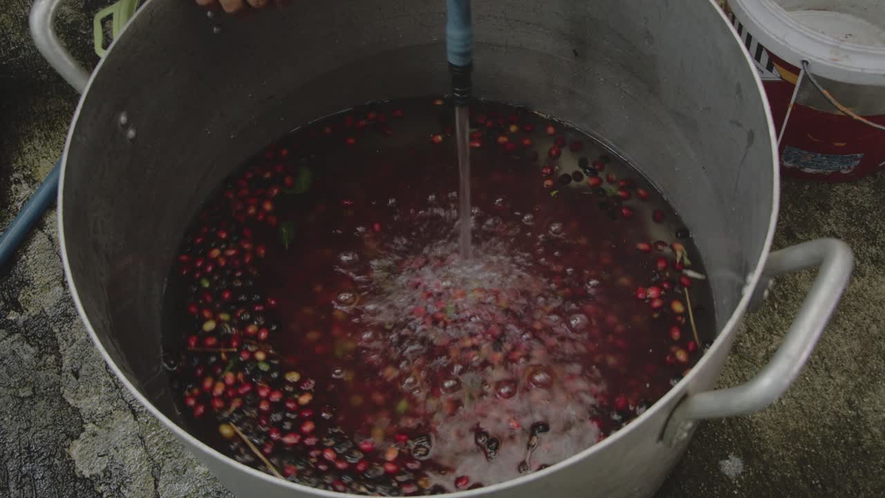 커피 체리 세척