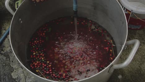 커피 체리 세척