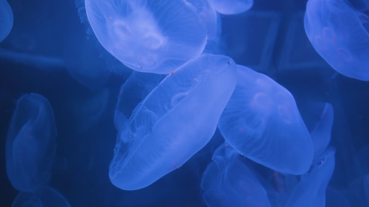 un grupo de medusas nadando juntas en un gran acuario