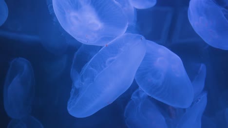 eine quallenmenge schwimmt zusammen in einem großen aquarium