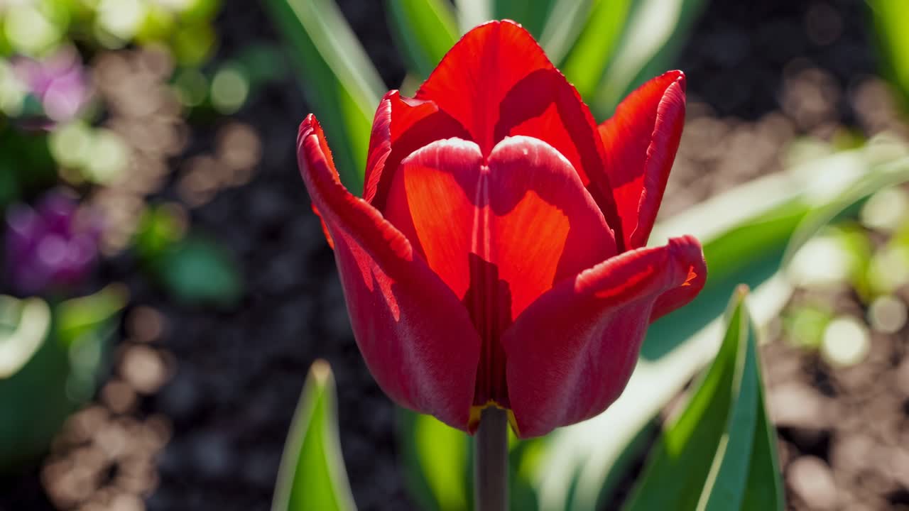 Lähikuva kirkkaanpunaisesta tulppaanista puutarhassa, kuvattu alhaisesta kulmasta.