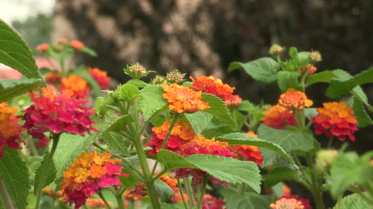 lantana arbustiva 또는 cambará de jardim에는 노란색, 흰색, 분홍색 및 주황색과 같은 다양한 색상의 꽃이 있습니다.