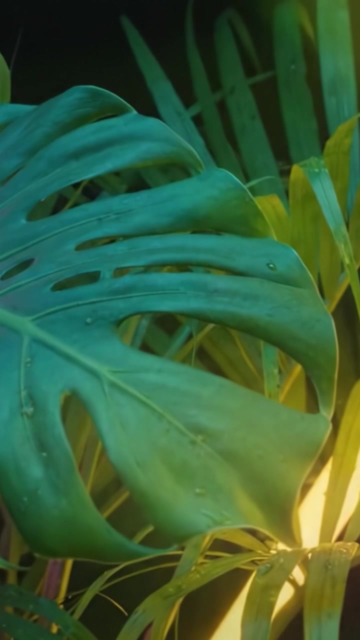 Una lussureggiante scena tropicale con foglie di Monstera illuminate circondate da vivaci colori al neon, creando un'esperienza visiva accattivante e suggestiva.