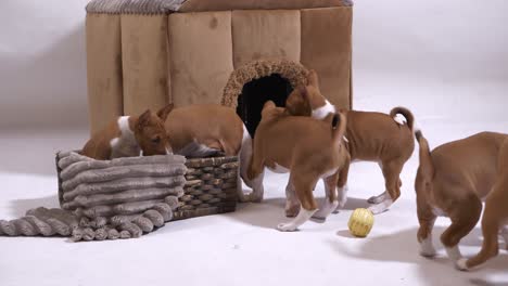 enjoy the playful charm of a group of basenji dogs captured in captivating slow motion, showcasing their humorous antics in this delightful stock footage