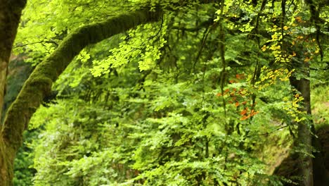 follaje verde y ramas cubiertas de musgo en la ermita