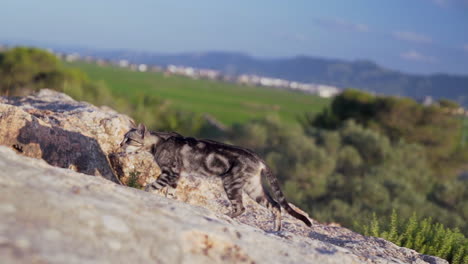 domestic cat walking on rocky ground in the field