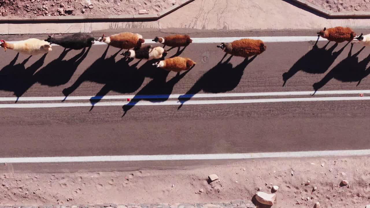 알파카 라마 들 이 칠레 의 아타카마 사막 에서 고속도로 를 건너고 있다
