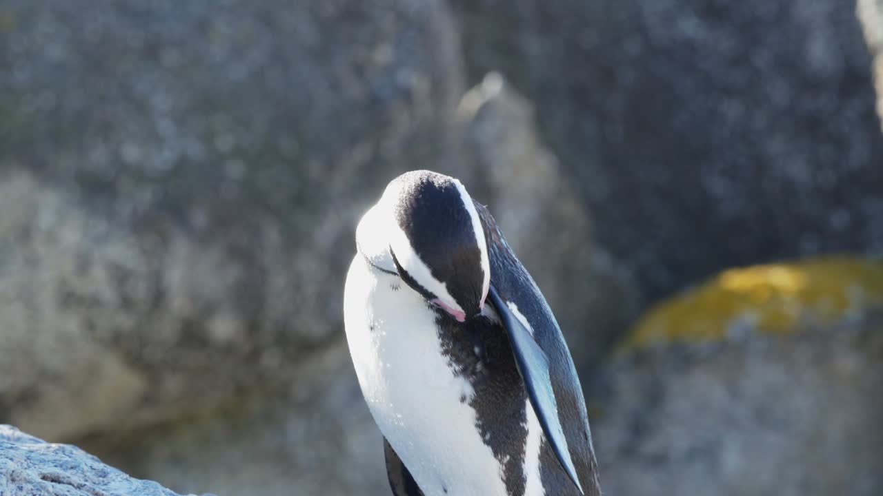 African penguin grooming it&rsquo;s feathers and shaking the water drops off it&rsquo;s head