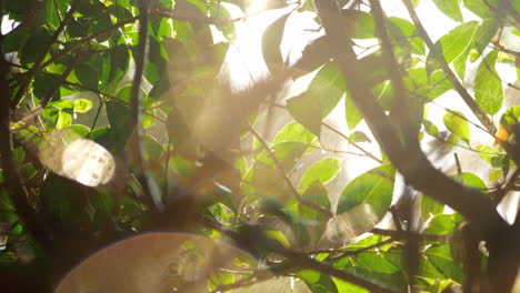 Scene-with-wet-tree-and-sun-flare